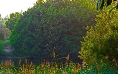 Enhancing Outdoor Comfort: Professional Pest Control Solutions by Urban Landworks