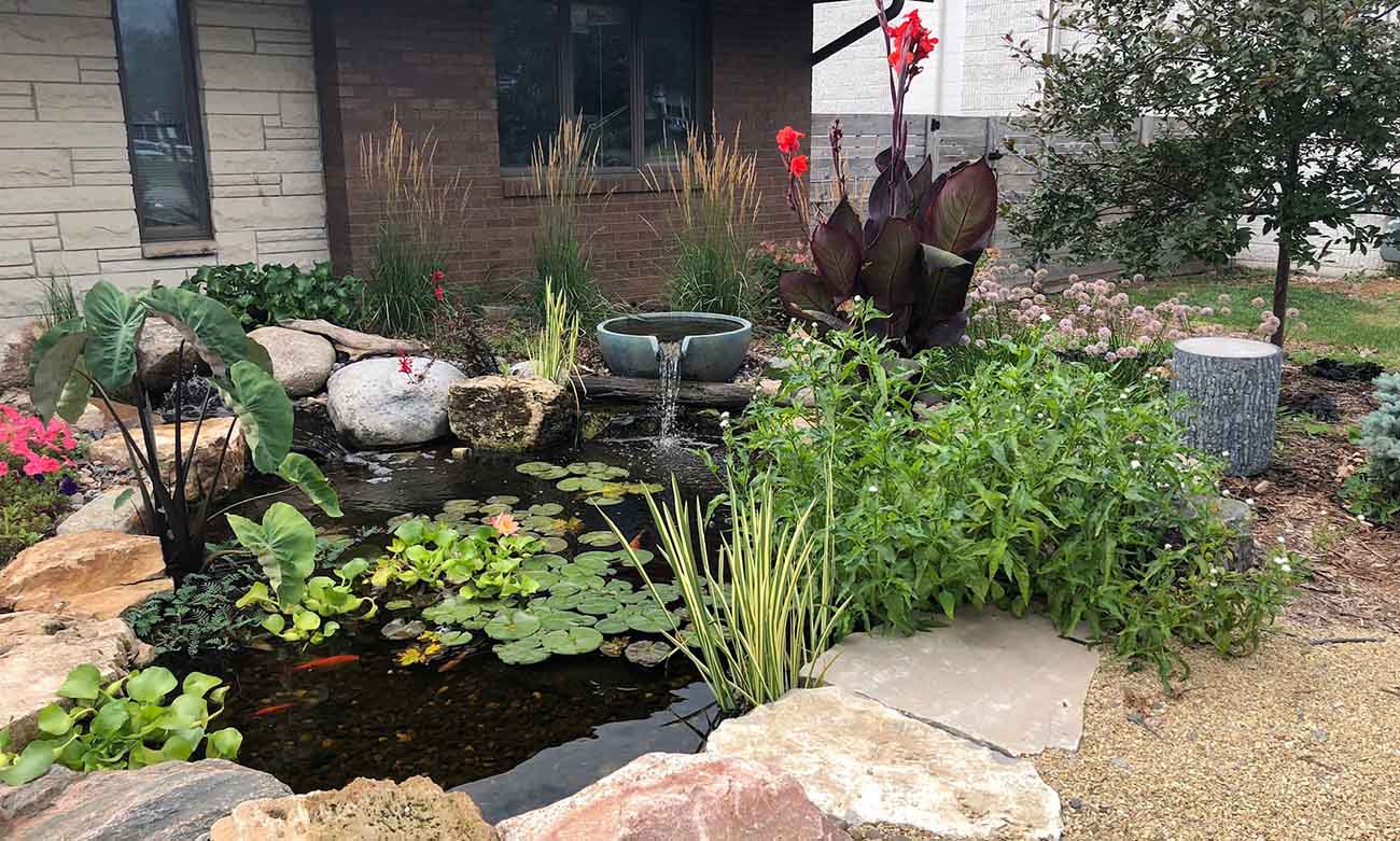 Copy of Koi pond with tropical and native water plants in the front of home Installation and maintenance